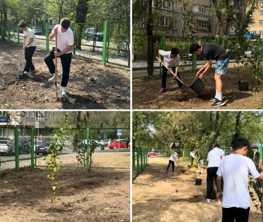 Мектеп түлектері Алматы қаласы күніне орай қайың ағаштарын отырғызу